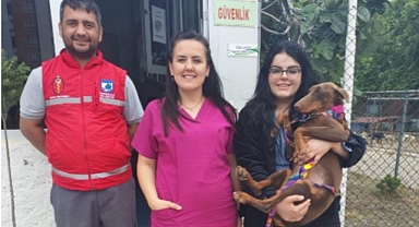 Sokak Hayvanları için Çalışmalar Sürüyor