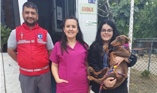 Sokak Hayvanları için Çalışmalar Sürüyor