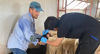 Bayramiç İlçesinde Küçükbaş Hayvanlara Aşılama Çalışmaları Devam Ediyor