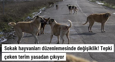 Sokak Hayvanları Düzenlemesinde Değişiklik