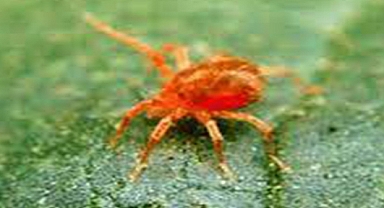 Ziraat Odası Başkanı Ünver ''Üreticinin Kırmızı Örümcek Kabusu''