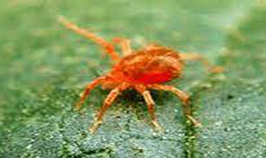 Ziraat Odası Başkanı Ünver ''Üreticinin Kırmızı Örümcek Kabusu''