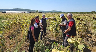 Ayçiçeği Üretiminde Yerli ve Milli Tohum Hamlesi