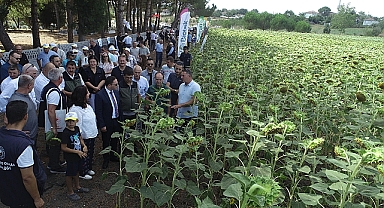 Biga'da ayçiçeği üretiminde yerli ve milli üretim ön planda