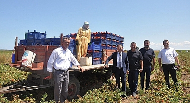 Biga Kaymakamı Domates Hasadına Katıldı