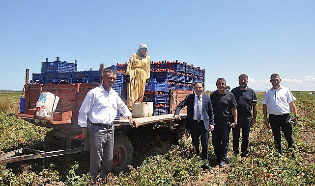 Biga Kaymakamı Domates Hasadına Katıldı