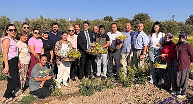 Hanımeli Projesi'nde ilk hasat yapıldı
