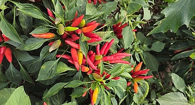 Biga İlçesinde Yakan Biber İçin Coğrafi İşaret Çalışmaları