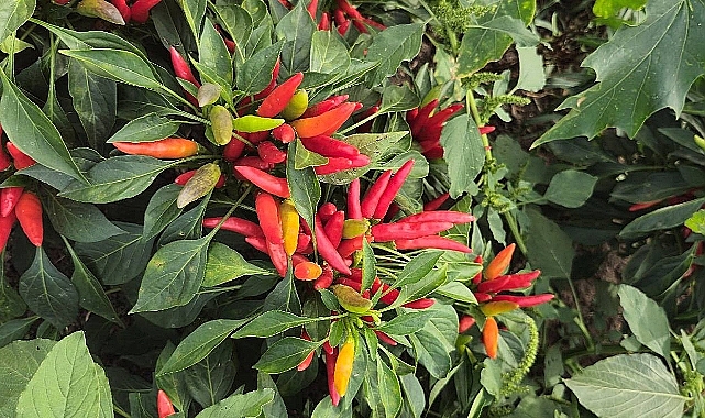 Biga İlçesinde Yakan Biber İçin Coğrafi İşaret Çalışmaları