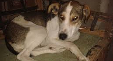 Çanakkale Belediyesi, Sevimli Dostlarımız İçin Sıcak Yuvalar Arıyor.