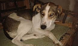 Çanakkale Belediyesi, Sevimli Dostlarımız İçin Sıcak Yuvalar Arıyor.