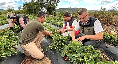 Nazan Türkarslan Üreticilerle birlikte çilek topladı
