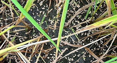 Biga İlçesinde Etkili Dolu Yağışı Arazileri Olumsuz Etkiledi