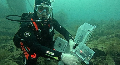 ÇOMÜ 'de Yetiştirilen 400 Istakoz Denize Bırakıldı