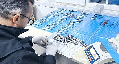 Ayvacık'ta Ticari Balıkçılığı İzleme, Veri Toplama Projesi 