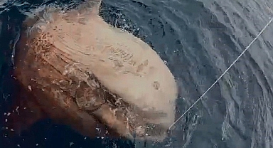 Gökçeada açıklarında 1 tonluk ay balığı yakalandı