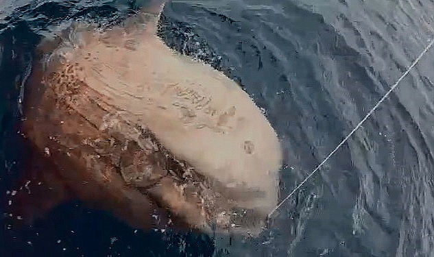 Gökçeada açıklarında 1 tonluk ay balığı yakalandı