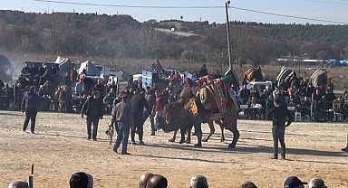 İşadamı Yüksel, deve güreşlerinde geleneksel kültüre sahip çıktı