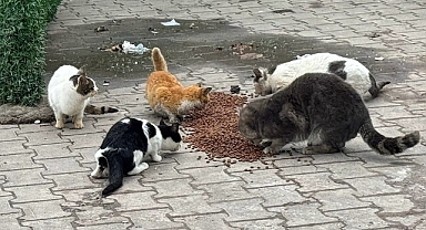 Lapseki Belediyesi'nden Can dostlara mama desteği