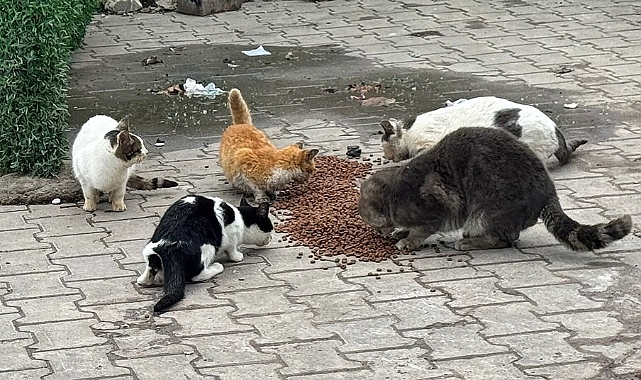 Lapseki Belediyesi'nden Can dostlara mama desteği