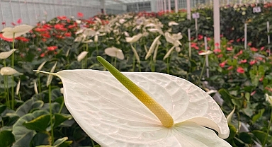 Çanakkale çiçekçilikte dünya pazarlarına açılıyor