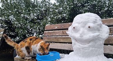 Uludağ Elektrik, Yaz Kış Demeden Sokak Hayvanlarına Destek Olmaya Devam Ediyor