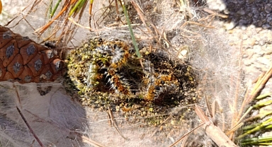 Ayvacık ve Ezine'de Çam Kese Böceği Mücadelesi Sürüyor