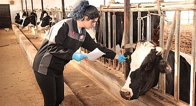 Çanakkale’de şap ve brusella aşı kampanyası başladı.