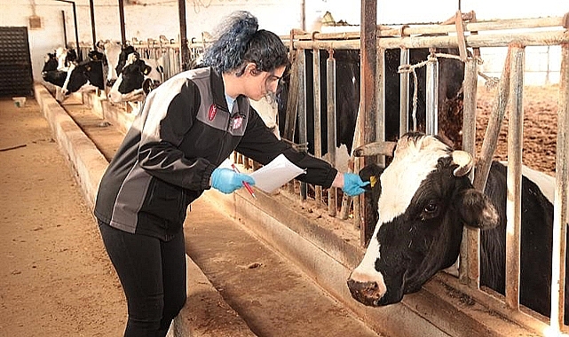 Çanakkale’de şap ve brusella aşı kampanyası başladı.