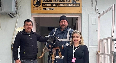 Çanakkale Belediyesi'nin Can Dostlarımız İçin Çalışmaları Sürüyor...