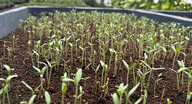 Çanakkale Belediyesi Park ve Bahçeler Müdürlüğü Tohum Takas Şenliğine Hazırlanıyor