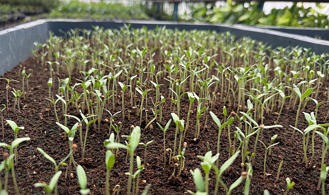 Çanakkale Belediyesi Park ve Bahçeler Müdürlüğü Tohum Takas Şenliğine Hazırlanıyor