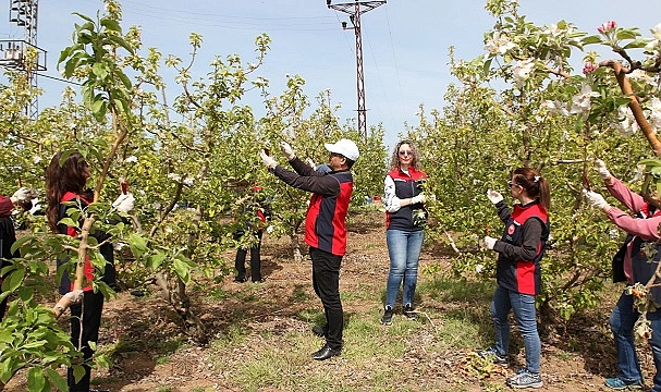 Çanakkale'de Elma Kurduna Karşı Mücadele Mücadele Yaygınlaşıyor