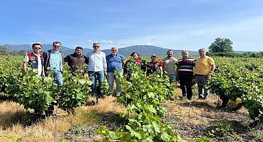 Çanakkale'de Görülen Don Olayından Sonra Tarım Ekipleri Sahada