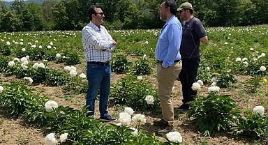 Yenice İlçesi Bekten Köyünde şakayık çiçeği yetiştiriliyor