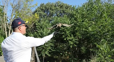 Tedavileri tamamlanan kuşlar yeniden gökyüzünde!