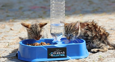 · Sıcak Yaz Günlerinde Can Dostlarımıza Destek