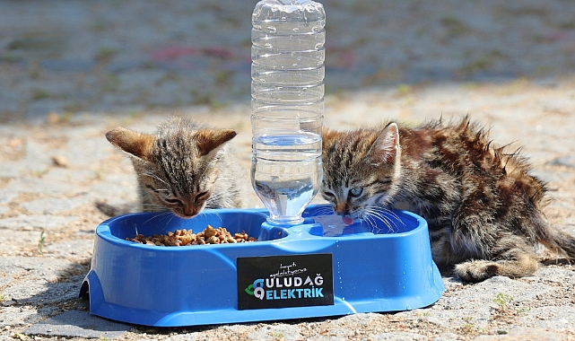 · Sıcak Yaz Günlerinde Can Dostlarımıza Destek