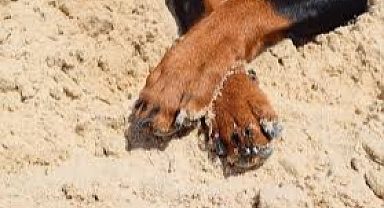 Çanakkale'de Vicdanları Sızlatan Olay ''Sokak Köpeğine Cinsel İstismar İddiası''!