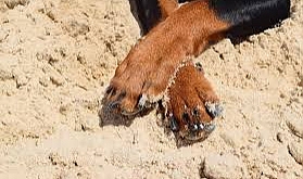 Çanakkale'de Vicdanları Sızlatan Olay ''Sokak Köpeğine Cinsel İstismar İddiası''!