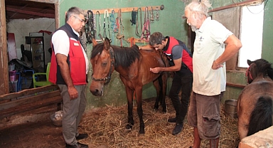 Yangın Sonrası Hayvanlar İçin Seferberlik