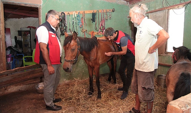 Yangın Sonrası Hayvanlar İçin Seferberlik