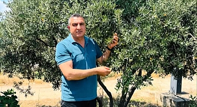 Yeniden Refah Partisinden Zeytinlik Alarmı, ''24 Bin Ağaç Kesilme Tehlikesinde!