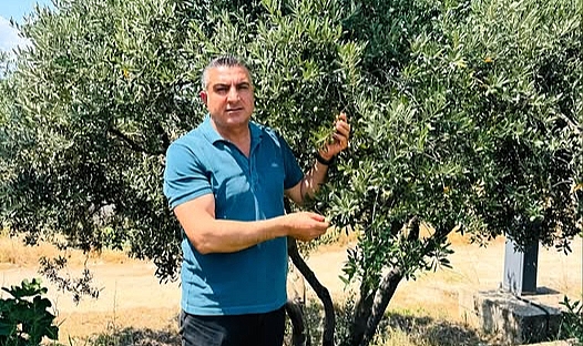 Yeniden Refah Partisinden Zeytinlik Alarmı, ''24 Bin Ağaç Kesilme Tehlikesinde!