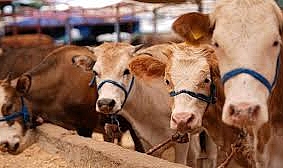 Ezine’de Şap Hastalığı Alarmı, Gökçebayır ve Çevre Köyler Karantinada