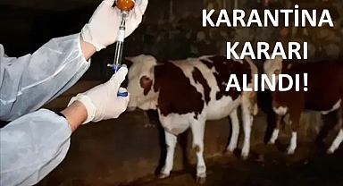 Biga’da Şap Hastalığı Paniği: İlçe Genelinde Karantina Uygulaması Başladı