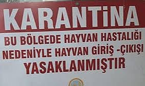 Çanakkale'de Şap Krizi! Hayvan Hareketleri  ve Deve Güreşleri Acilen Durduruldu!