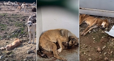 Hayvan Bakımevi İhmaline, Çanakkale Barosundan Sert Uyarı