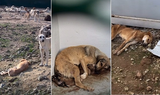 Hayvan Bakımevi İhmaline, Çanakkale Barosundan Sert Uyarı