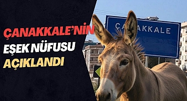 Kırsal Hayatın Simgesi: Çanakkale’de Eşekler Hâlâ İş Başında